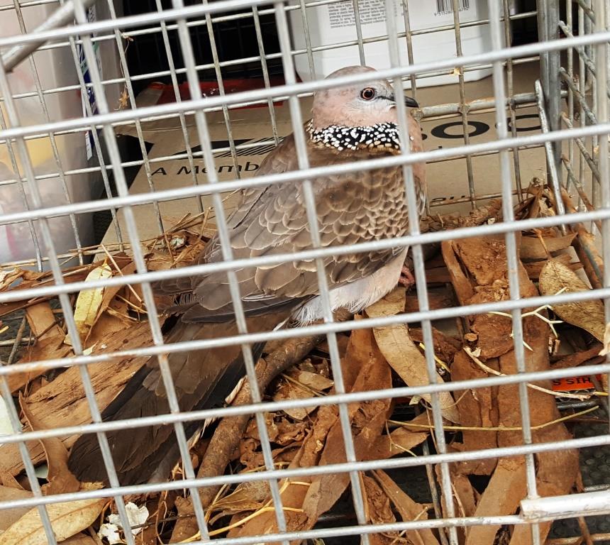 Spotted Turtle-dove caught in a cat trap at Olive Pink Botanic Garden (Image C. Appleby)