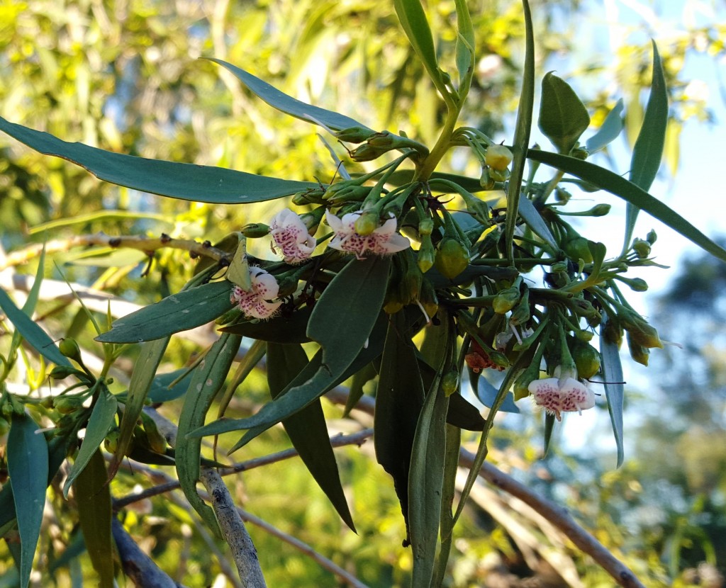 Native plants exhibit their own dangers, such as Boobialla (Myoporum acuminatum)