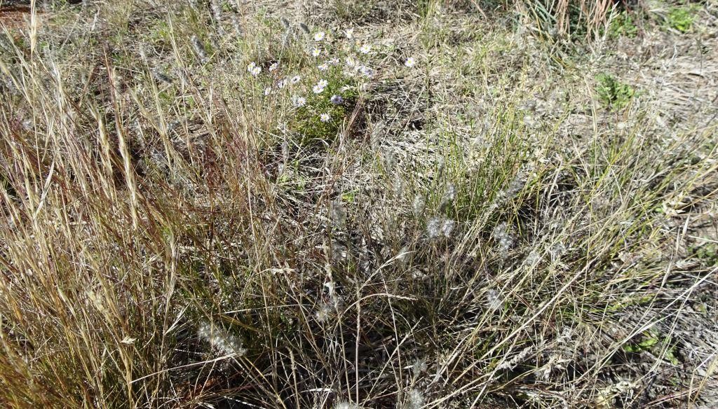 Removal of Buffel encourages a host of native plants to regenerate