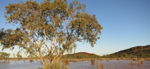 Eucalyptus coolabah manages in the clay soil of Conlan's Lagoon. Photo: Jen Kreusser. 