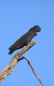 Red-tailed Black Cockie