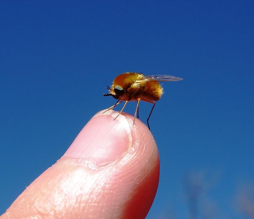 A golden fly found at Newhaven Sanctuary in the Northern Territory.