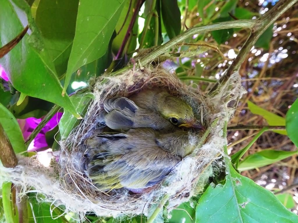 White-plumed Honeyeaters at approximately 13 days old