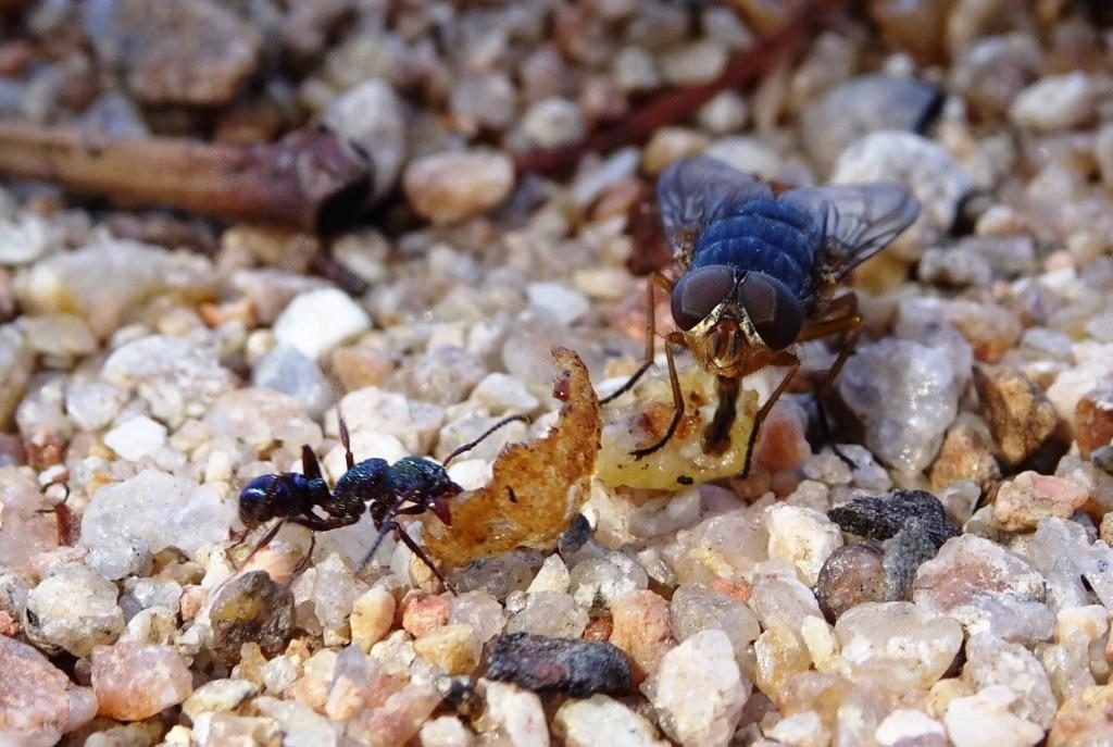 An ant and a fly fight for the same food, but attack it with different tools.