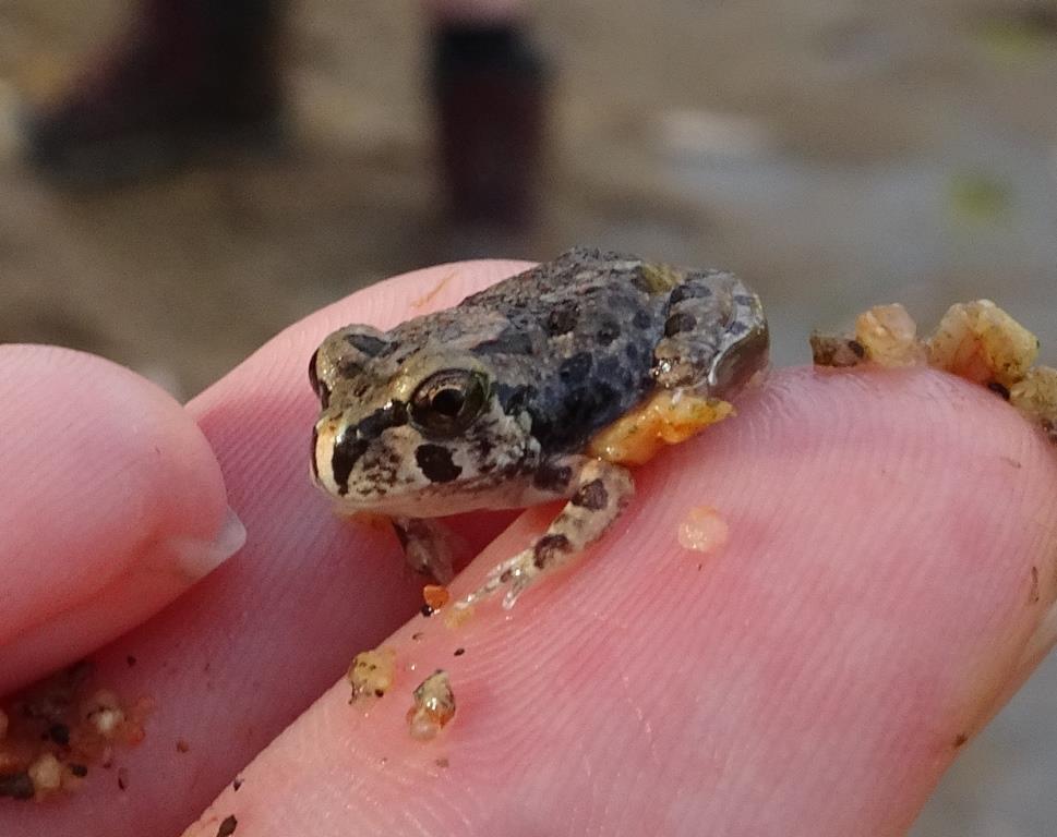 Spencer’s Burrowing Frog (Platyplectrum spenceri)
