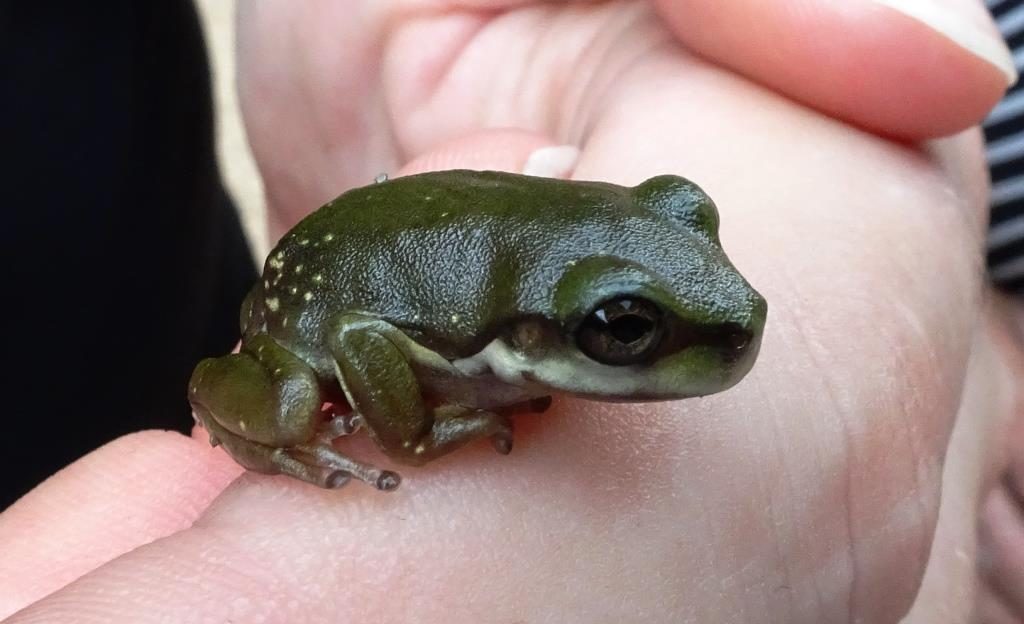 Centralian Tree Frog (Litoria gilleni)