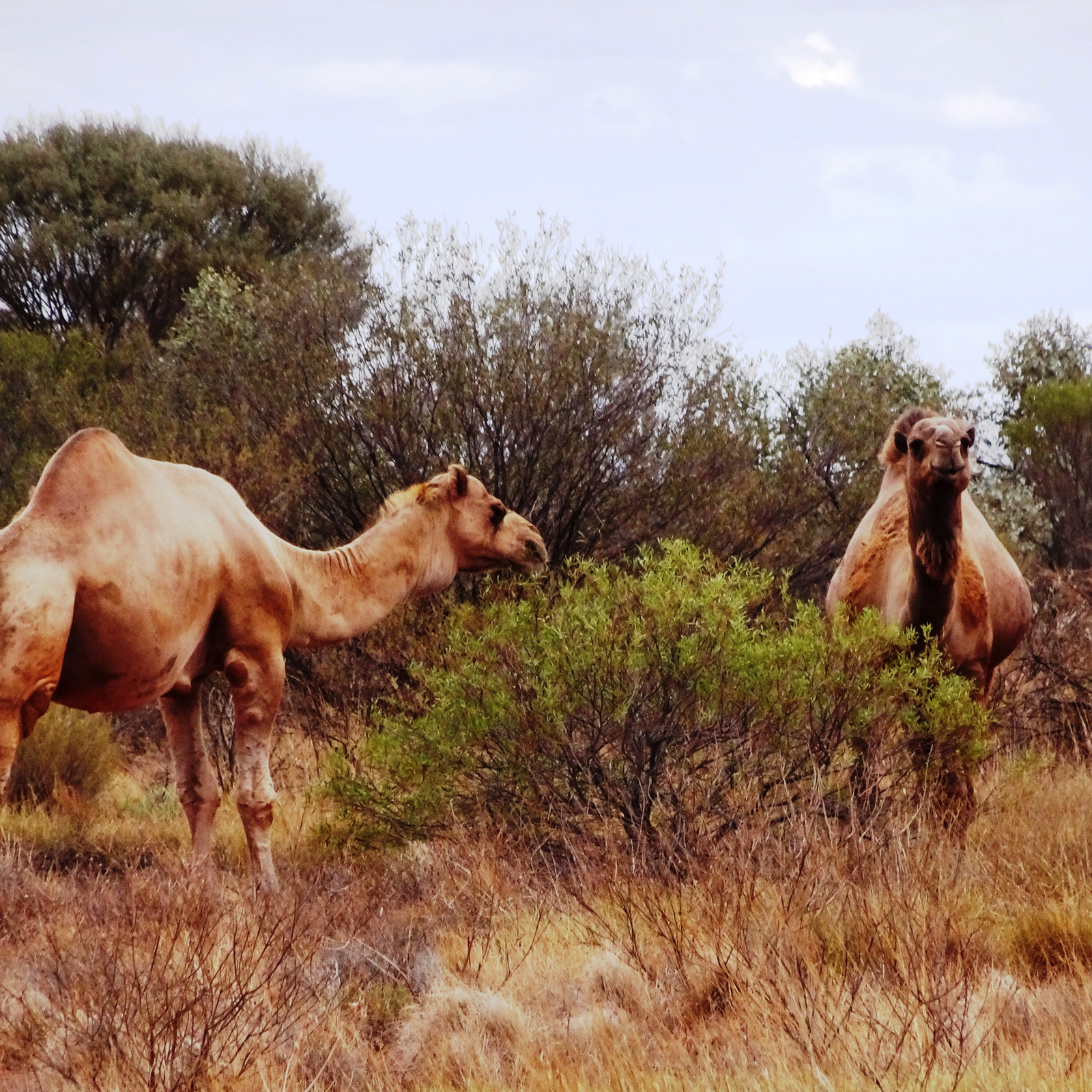 feral-animals-land-for-wildlife-garden-for-wildlife-central-australia