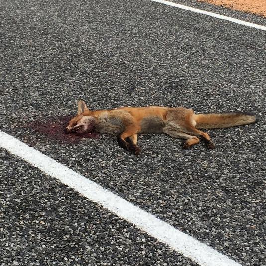 Fox found on the Tanami Highway