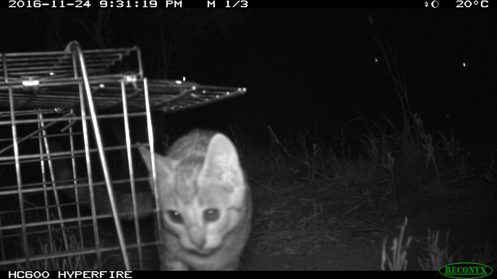 Feral cat caught in a trap and snapped on the camera trap at a Batchelor Institute trapping session.
