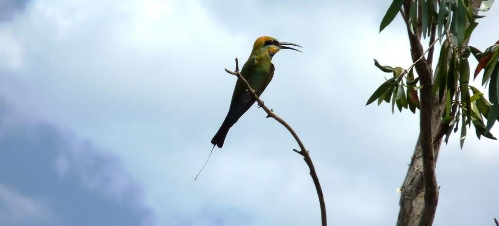 Rainbow Bee-eater (Merops ornatus) has bright colouration and a characteristic scissor-grinder trill.