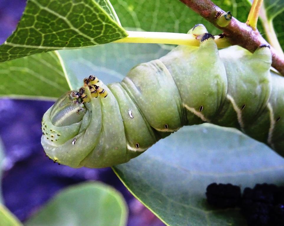 Hawk Moth Caterpillar (Sphingidae Family)