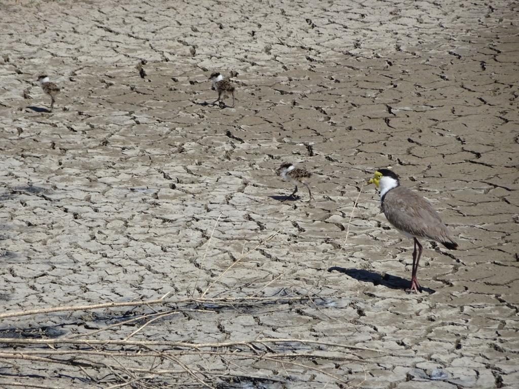 Masked Lapwing (Vanellus miles) and chicks