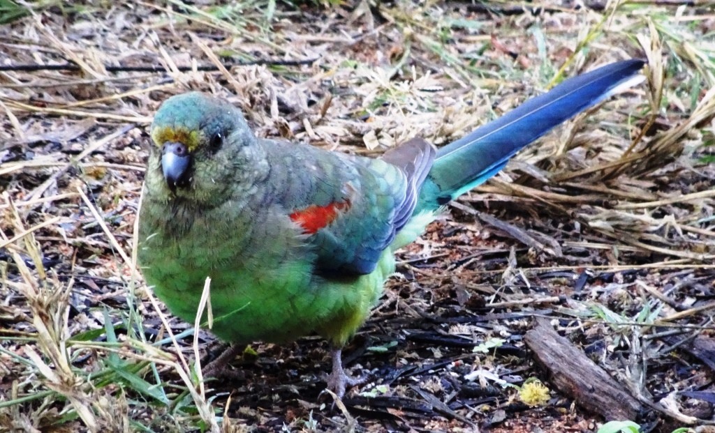 Mulga Parrot (Psephotus varius) female.