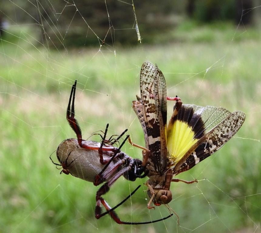 Nephila edulis female feasting on a grasshopper
