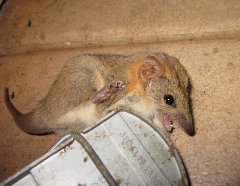 Fat-tailed False Antechinus found on LfW property in Alice Springs ...