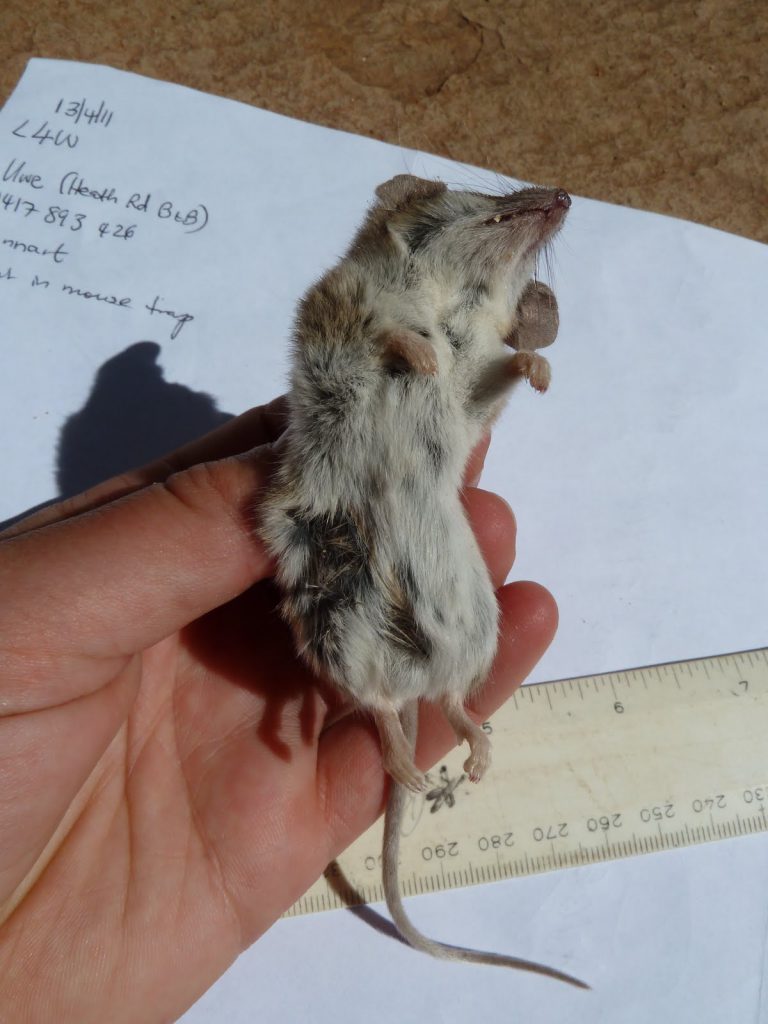 Ooldea Dunnart found on Land for Wildlife Property in Alice Springs