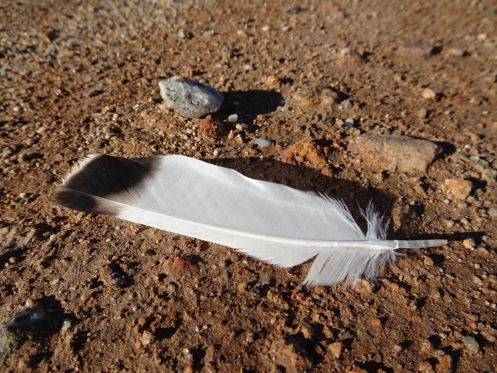 waterbird-feather