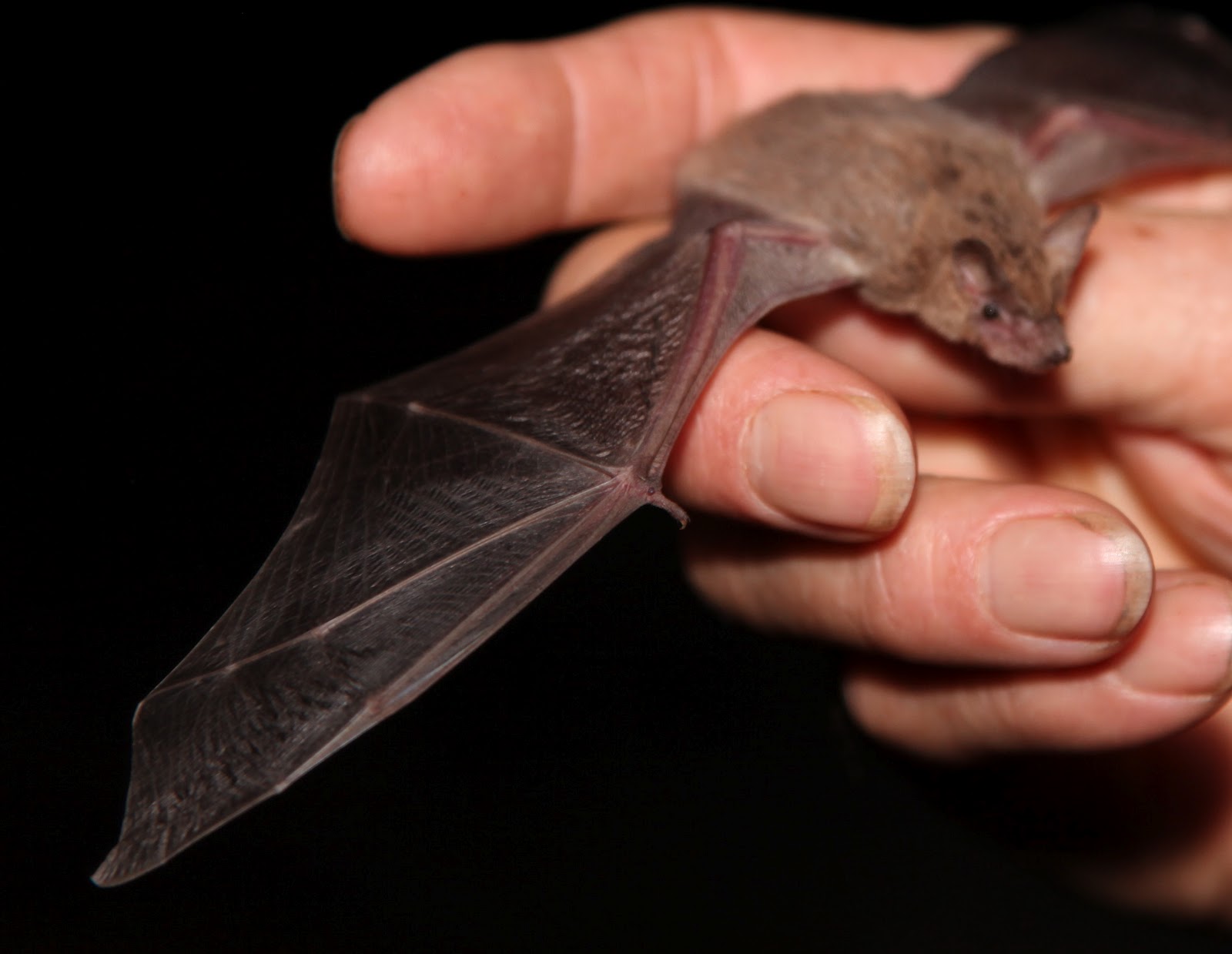 What is the smallest bat in the world